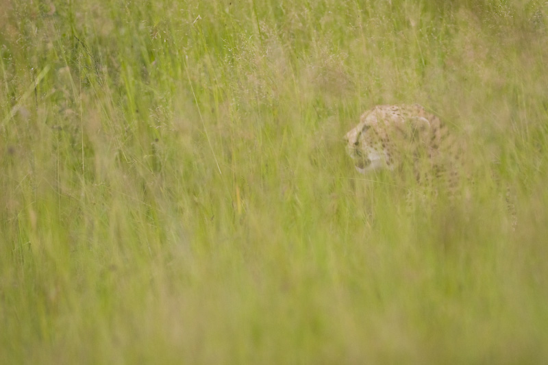 Cheetah In Grass